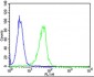 CLN3 Antibody (Center)